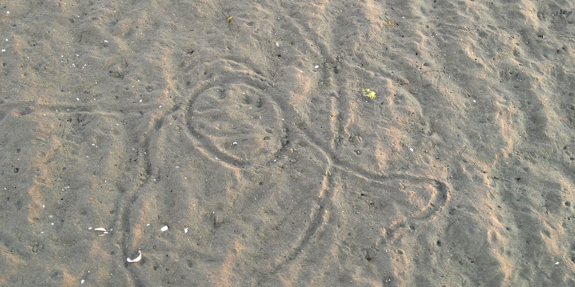 Clam trails in the sand